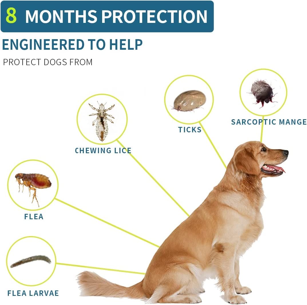 flea collar